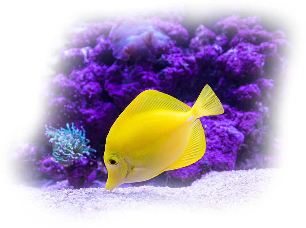 fish